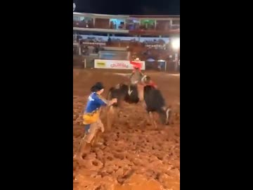 ホモと見る落ちたカウボーイをもう一度背中に乗せる牡牛