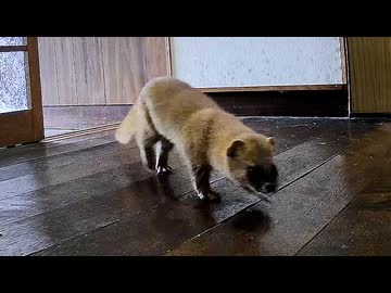 また おまえか…【獣】