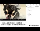 【ゆのんちゃん】「【おさんぽ魔界】激ヤバ地区難波」　①【2024/11/15】【第250回】