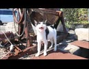 猫島で出会った白黒の猫、撫でると付いてくるようになった