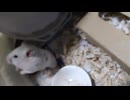 ハムスター飼いました。〜その169〜ごましおちゃんと2歳と1ヶ月と17日