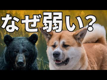 クマがイヌに弱い理由がこちら【解説動画】