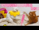 コムギ子猫親衛隊、三角関係がもつれる