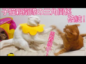 コムギ子猫親衛隊、三角関係がもつれる