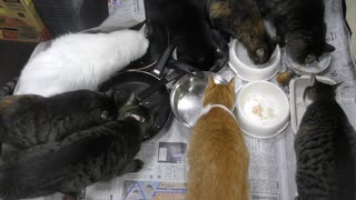今週のおやつ（本隊）【蒼民家の猫々】