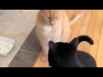 ホモと見る後ろのネコを全く信用していないネコ