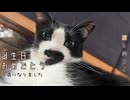 誕生日おめでとう猫【ちまき2024】