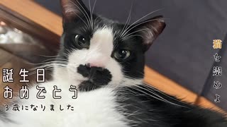 誕生日おめでとう猫【ちまき2024】