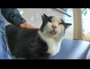 フェリー切符売り場のベンチに座っていたら猫がトコトコ歩いてきて隣に座ってきた