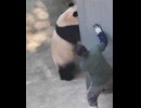 怒っているパンダがフェマル動物園の労働者を攻撃