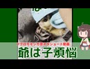 【 #フクロモモンガ 】母親が朝散歩している最中、お爺ちゃんが赤ちゃんとラブラブ？！【 #おはモモンガ 】【 #shorts 】
