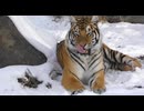 Animals Of The World 4K - Scenic Wildlife Film With Calming Music
