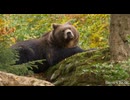 Animal World 4K - Scenic Wildlife Film With Calming Music
