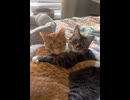 ホモと見るリア充キャット