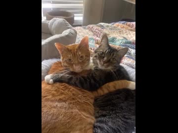 ホモと見るリア充キャット