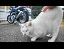 会うとすぐ後ろを向いて腰トントンを要求する港の猫ちゃん