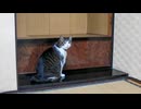 【猫旅館】猫が部屋に入ってきて部屋内を探検しだした