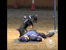 ホモと見る心臓マッサージをする警察犬
