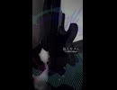 猫とギター cat&guitar visualizar1