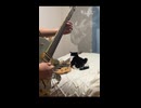 猫とギター cat&guitar ショート動画