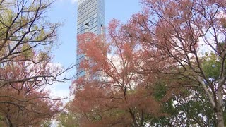ようやく冬の寒さ到来　豚まん・たい焼き店は歓迎　高値続くキャベツの農家は「気温急降下」を警戒