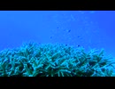 海洋生態系の謎 - 無限の生命