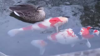 鯉にビビるカモ？　ニコニコ動物動画