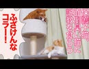 ベテラン子猫、フェネック子猫にブチ切れ説教