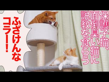 ベテラン子猫、フェネック子猫にブチ切れ説教