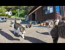 猫島に着いてフェリーを降りるとたくさんの猫が出迎えてくれて楽しい