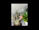 【ジャズ】Cherokee演奏してみた【エアロフォン】