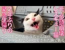 元・多頭崩壊からのレスキュー猫、緊急預かりで帰還する