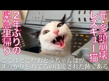 元・多頭崩壊からのレスキュー猫、緊急預かりで帰還する