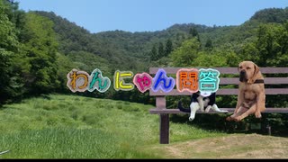 イベルメクチンが新型コロナに効く証拠＆喉用イベルメクチンの説明
