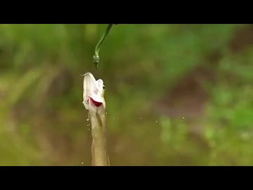 ホモと見るヘビに食いついた友達を止める魚