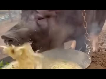 ホモと見る熱々ラーメンが好きすぎる豚