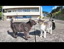 フェリー乗り場で出会った猫ちゃん、島を案内すると歩き出したので付いていってみた