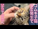 コムギ子猫、異変発生で病院へ駆け込む