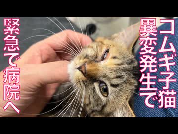 コムギ子猫、異変発生で病院へ駆け込む