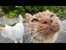 山道を歩いていると道路脇から猫がどんどん出てきてみんな付いてくる。