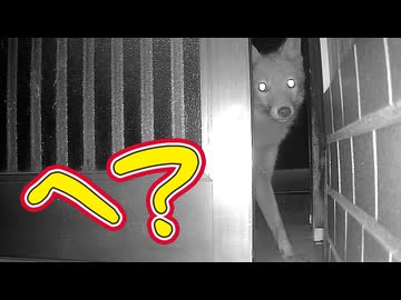 え〜っと〜・・・どちらさま？【獣】【野良猫】