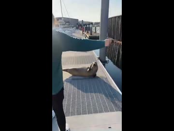 ホモと見る道を譲らないアザラシ