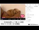 【ゆのんちゃん】「^_^【23日凸待ち１７時-２３時】今日は雑談魔界しようか^_^」　①【2024/11/21】【第261回】