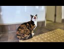 切符売り場の猫達がかわい過ぎる