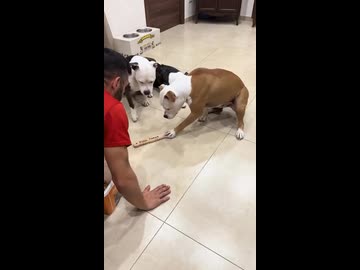 ホモと見るルーレットで不正行為をする犬