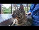 公園の猫ちゃん、顔を見るとモフられにテーブルに乗ってくる