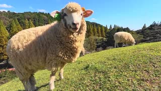 ひとりで楽しむ六甲山牧場