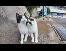 寄り添いあって歩く猫
