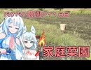 2024年11月23日　農作業日誌P1188　家庭菜園の草取りファイナル！