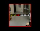 ヤラセ？本物？恐怖映像３選 #ホラー #horror
